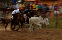Brazilian 'Vaquieros' cowboys at rodeo, S Gonzalo Town, Piaui State, Brazil