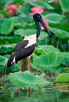 Black necked stork {Ephippiorhynchus asiaticus} Kakadu NP, NT, Australia.