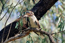 Laughing kookaburra 'laughing' Australia. Hattah Lakes NP, Victoria
