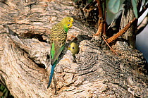 Budgerigar at nest hole {Melopsittacus undulatus} Simpson desert, NT, Australia.