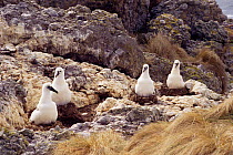 Shy albatross chicks on nests (Thalassarche cauta) Albatross Is, Tasmania, Australia.