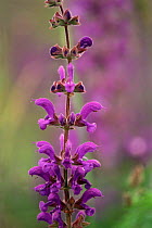 Meadow clary flower {Salvia pratensis} southern France