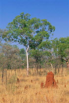 Open savanna with termite mounds, Northern Territory, Australia.