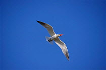 Caspian tern in flight {Hydroprogne caspia} Tasmania, Australia.