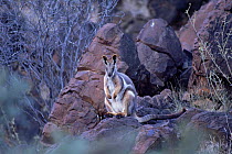 Yellow footed rock wallaby {Petrogale xanthopus} South Australia.