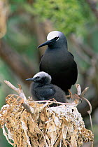 White capped / Black noddy with chick {Anous minutus} Lady Elliot Is, Queensland, Australia