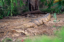 Australian freshwater crocodile {Crocodylus johnsoni} NT, Australia. Northern Territory