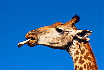 Reticulated giraffe {Giraffa camelopardalis reticulata} chewing bone for calcium, South Africa Ithala