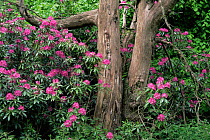 Naturalised rhododendeon {Rhododendron ponticum} in woodland, Scotland.