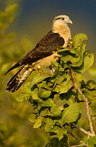 Yellow-headed caracara {Milvago chimachima} Cerrado, Piaui state, Brazil