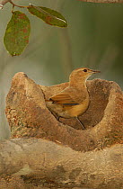 Rufous hornero / Ovenbird building nest {Furnarius rufus} Cerrado, Piaui, Brazil