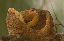 Rufous hornero / Ovenbird building nest {Furnarius rufus} Cerrado, Piaui, Brazil.