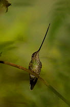 Sword-billed hummingbird {Ensifera ensifera} Mindo Cloud Forest, Ecuador.