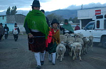 Local Indians take sheep to market, Saquisili, near Cotopaxi, Andes, Ecuador.