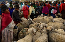 Local Indians at sheep market, Saquisili, near Cotopaxi, Andes, Ecuador