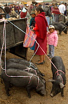 Local Indians with pigs at animal market, Saquisili, near Cotopaxi, Andes, Ecuador