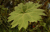 Leaf of Poor man's umbrella {Gunnera sp} Cloud Forest, Ecuador