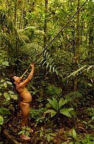 Huaorani indian man with blow gun, indigenous rainforest tribe, Napo Province, Ecuador.