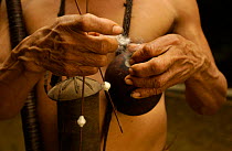 Huaorani indian prepares darts for blow gun, indigenous rainforest tribe, Napo Province Ecuador