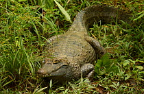 Spectacled caiman {Caiman crocodylus} Amazonia, Ecuador