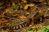 Southern coati {Nasua nasua} Amazonia, Ecuador