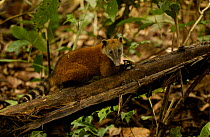 Southern coati {Nasua nasua} Amazonia, Ecuador