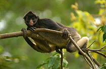 White-bellied / Long haired spider monkey {Ateles belzebuth} Amazonia, Ecuador captive