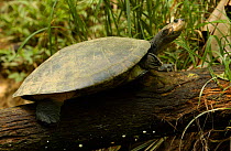 Yellow-spotted amazon river turtle {Podocnemis unifilis} Amazonia, Ecuador. Side necked