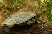 Yellow-spotted amazon river turtle {Podocnemis unifilis} Amazonia, Ecuador Side necked