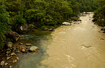 Meeting of 'Black Water' + 'White Water', Mondayacu river, Amazonia, Ecuador