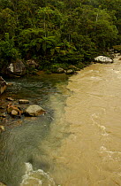 Meeting of 'Black Water' + 'White Water', Mondayacu river, Amazonia, Ecuador