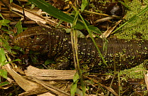 Caiman lizard {Dracaena guianensis} Amazonia, Ecuador
