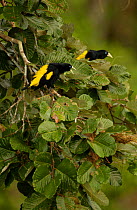 Yellow-rumped caciques {Cacicus cela} Amazonia, Ecuador