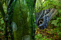 Owl butterfly {Caligo memnon} Amazonia, Ecuador