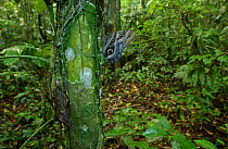 Owl butterfly {Caligo memnon} Amazonia, Ecuador.