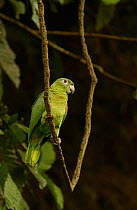 Mealy amazon parrot {Amazona farinosa} Amazonia, Ecuador