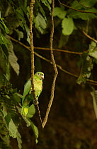Mealy amazon parrot {Amazona farinosa} Amazonia, Ecuador