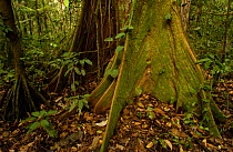 Buttress roots, Yasuni NP Biosphere Reserve, Amazonia, Ecuador