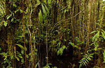 Varzea forest, Yasuni NP Biosphere Reserve, Amazonia, Ecuador