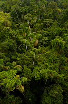 Rainforest canopy, Yasuni NP Biosphere Reserve, Amazonia, Ecuador