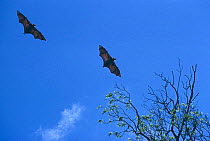 Madagascar fruit bats in flight {Pteropus rufus} Madagascar