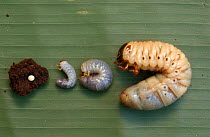 Egg + stages 1, 2 & 3 of Hercules beetle larva {Dynastes hercules} Amazonia, Ecuador