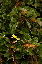 Yellow-rumped cacique {Cacicus cela} Amazonia, Ecuador