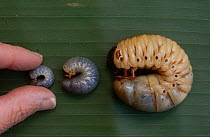 Stages 1, 2 & 3 of Hercules beetle larva {Dynastes hercules} Amazonia, Ecuador