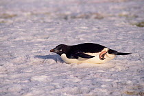 Adelie penguin toboganning {Pygoscelis adeliae} Antarctica.