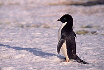 Adelie penguin {Pygoscelis adeliae} Antarctica.