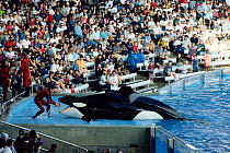 Killer whale entertaining crowds at aquarium {Orcinus orca} USA