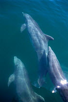 Bottlenose dolphins bow riding, Sea of Cortez, Mexico {Tursiops truncatus}