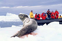 Tourists watch wounded Leopard seal on ice {Hydrurga leptonyx} Antarctica.