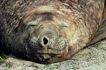 Southern elephant seal asleep, face portrait {Mirounga leonina} Falkland Is